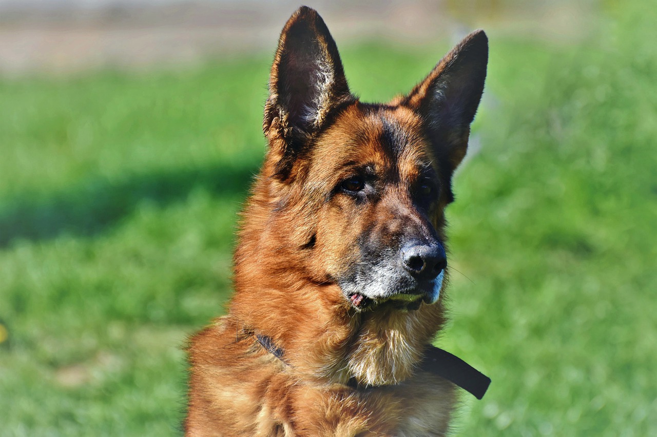 Chien senior : comment en prendre soin