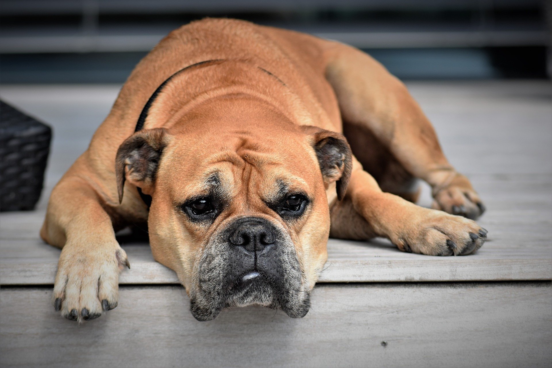 Nourrissez votre chien avec une alimentation saine et adaptée