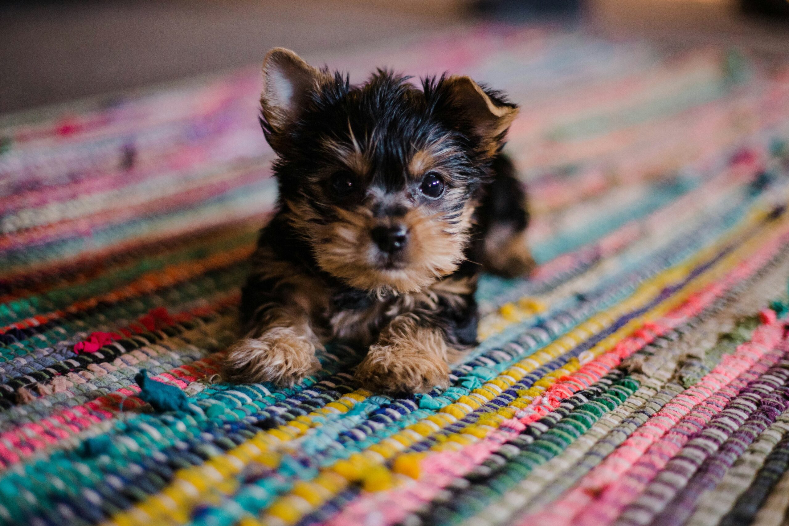 Mon chiot pleure la nuit, comment réagir ?